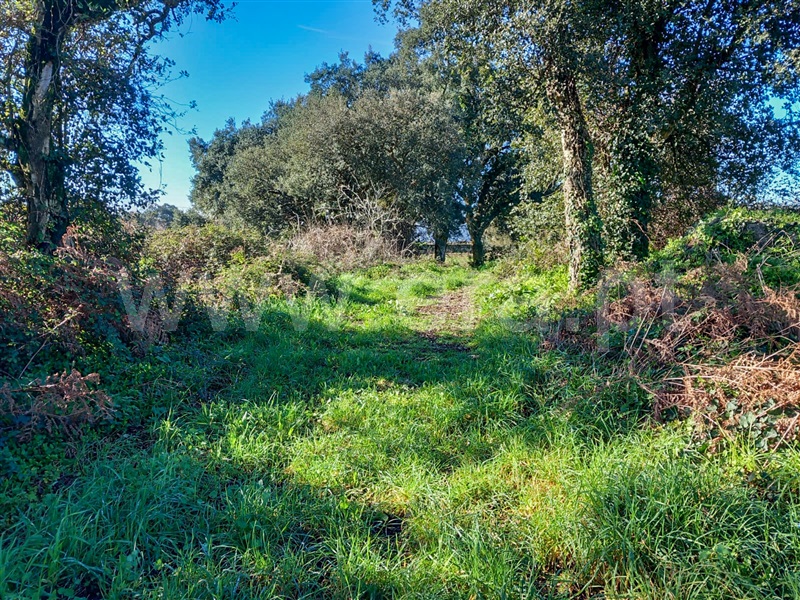 Terreno com ruina  Esposende, Gemeses - 1375665 - 10