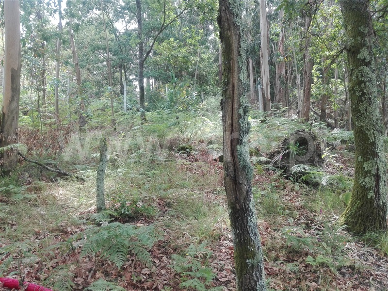 Terreno com ruina  Fafe, Fafe - 1225549 - 12