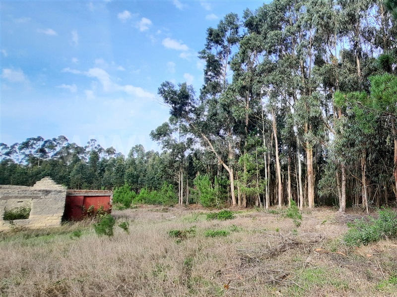 Terreno com ruina  Figueira da Foz, Sampaio - 1282251 - 2