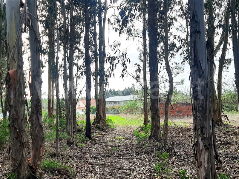 Terreno com ruina  Figueira da Foz, Sampaio - 1282251 - 3