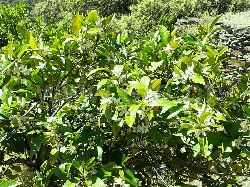 Terreno com ruina  com Agrícola Freixo Espada à Cinta, Freixo de Espada à Cinta e Mazouco - 1356990 - 6