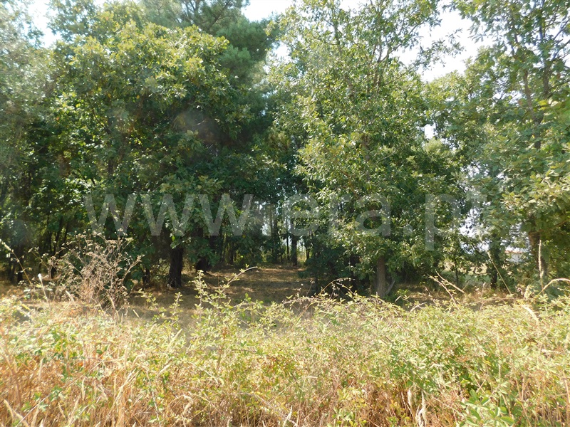 Terreno com ruina  Fundão, Fundão - 1502297 - 1