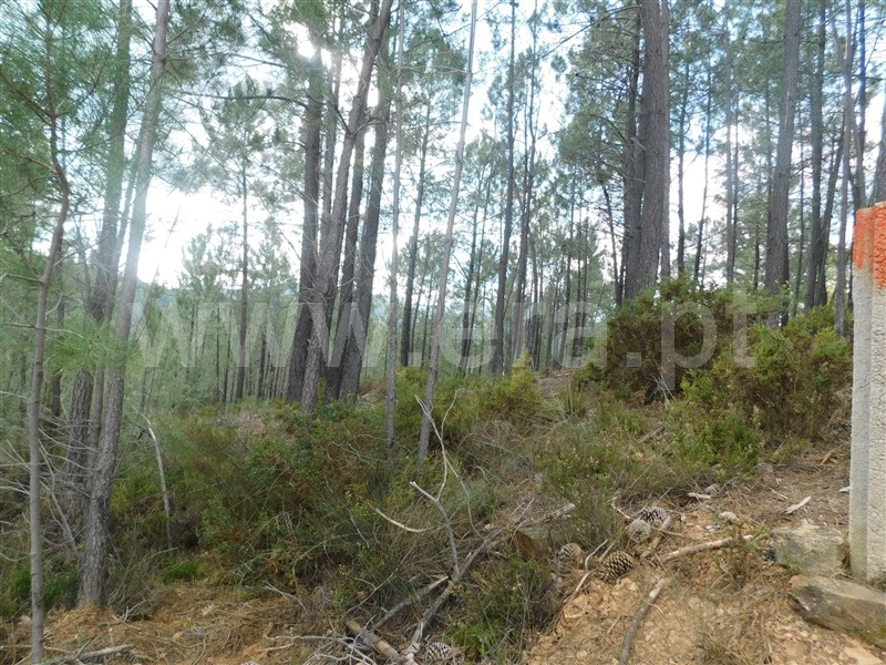 Terreno com ruina  Fundão, Souto da Casa - 1309659 - 8