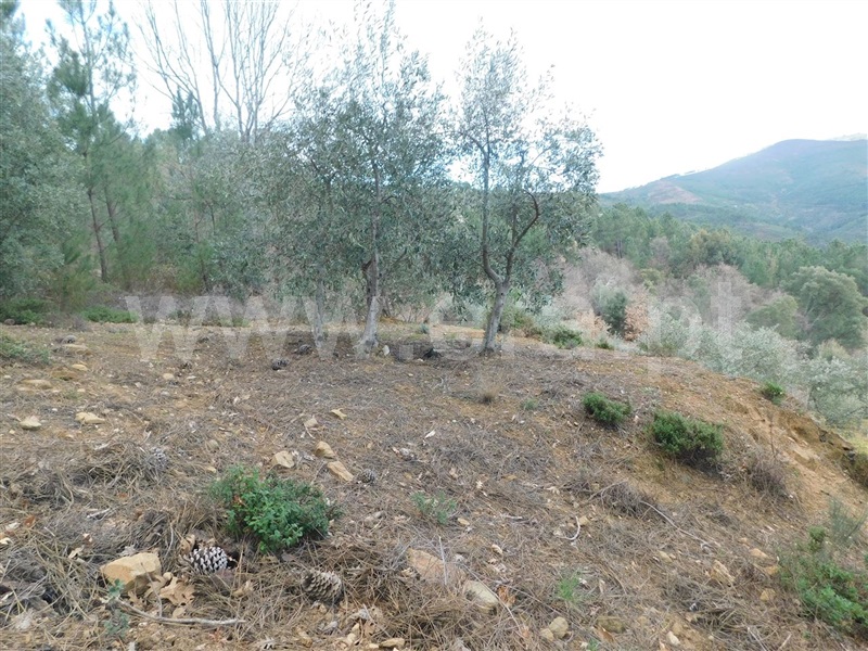 Terreno com ruina  Fundão, Souto da Casa - 1309659 - 10