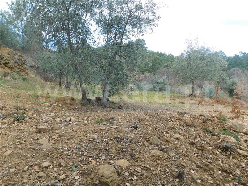 Terreno com ruina  Fundão, Souto da Casa - 1309659 - 13