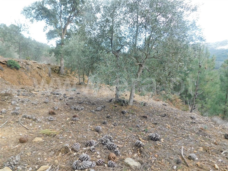 Terreno com ruina  Fundão, Souto da Casa - 1309659 - 15