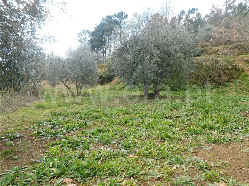 Terreno com ruina  Fundão, Souto da Casa - 1309659 - 17