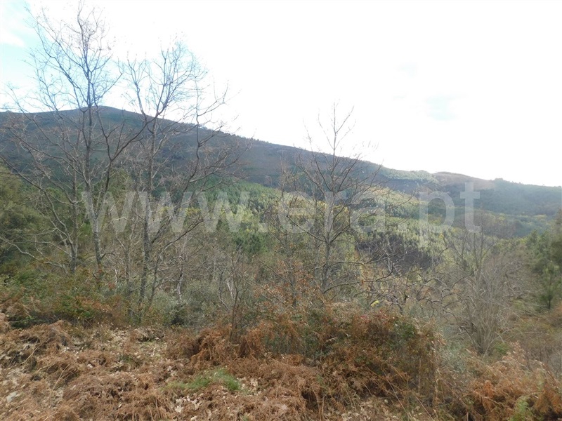 Terreno com ruina  Fundão, Souto da Casa - 1309659 - 20