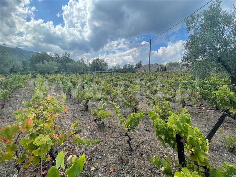 Terreno com ruina  Lamego, Lalim - 1343367 - 4