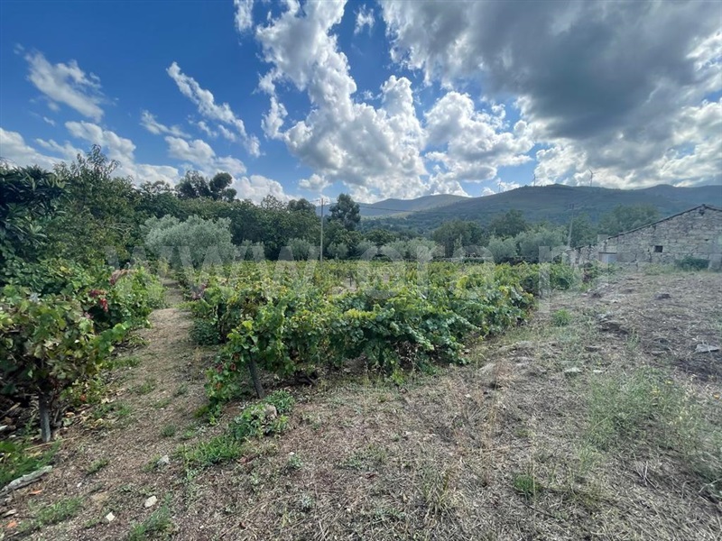Terreno com ruina  Lamego, Lalim - 1343367 - 5