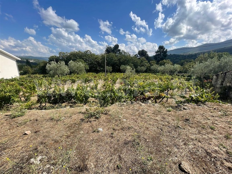 Terreno com ruina  Lamego, Lalim - 1343367 - 6