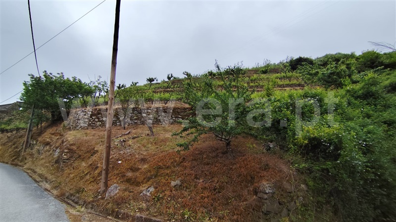 Terreno com ruina / Lamego, Penajóia