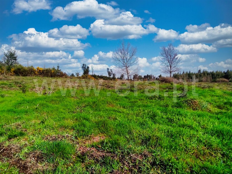 Terreno com ruina / Mangualde, Santiago de Cassurrães e Póvoa de Cervães