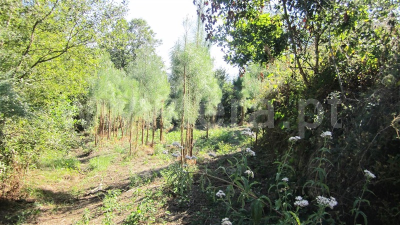 Terreno  Marco de Canaveses, Soalhães - 842466 - 6