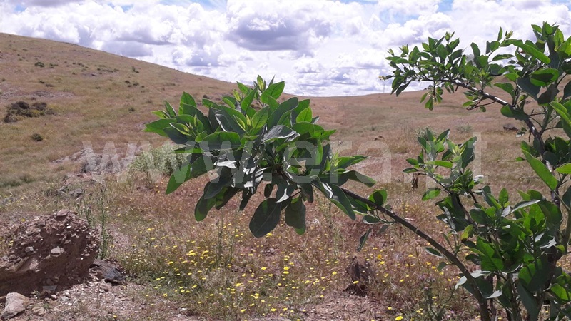 Terreno com ruina  Mértola, Santana de Cambas - 1089824 - 3