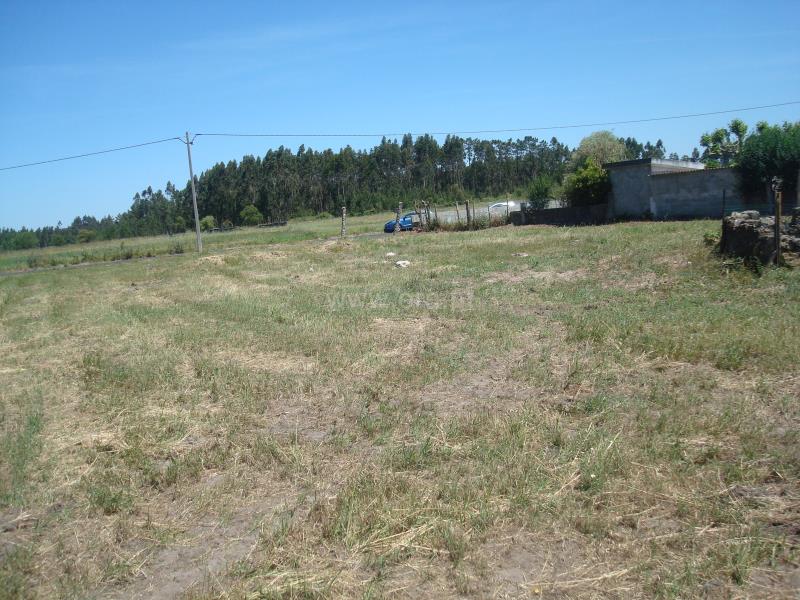 Terreno com ruina / Montemor-o-Velho, Viso - Arazede