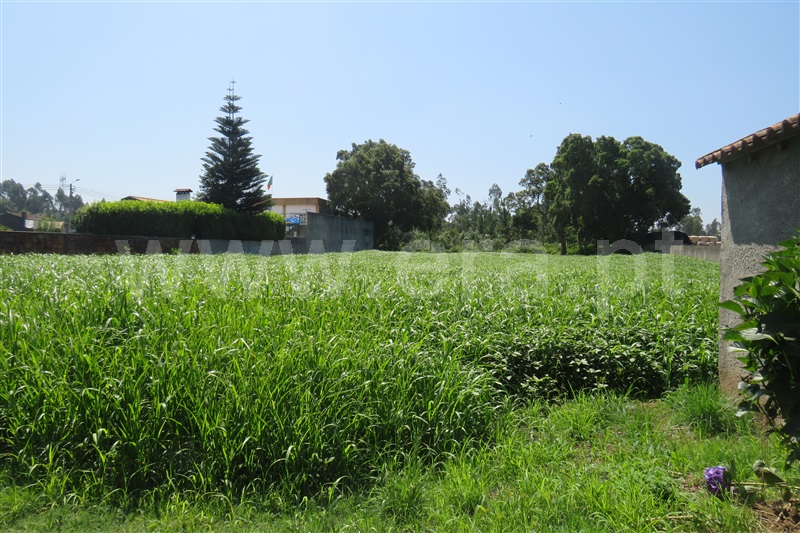 Terreno com ruina / Oliveira de Azeméis, Loureiro