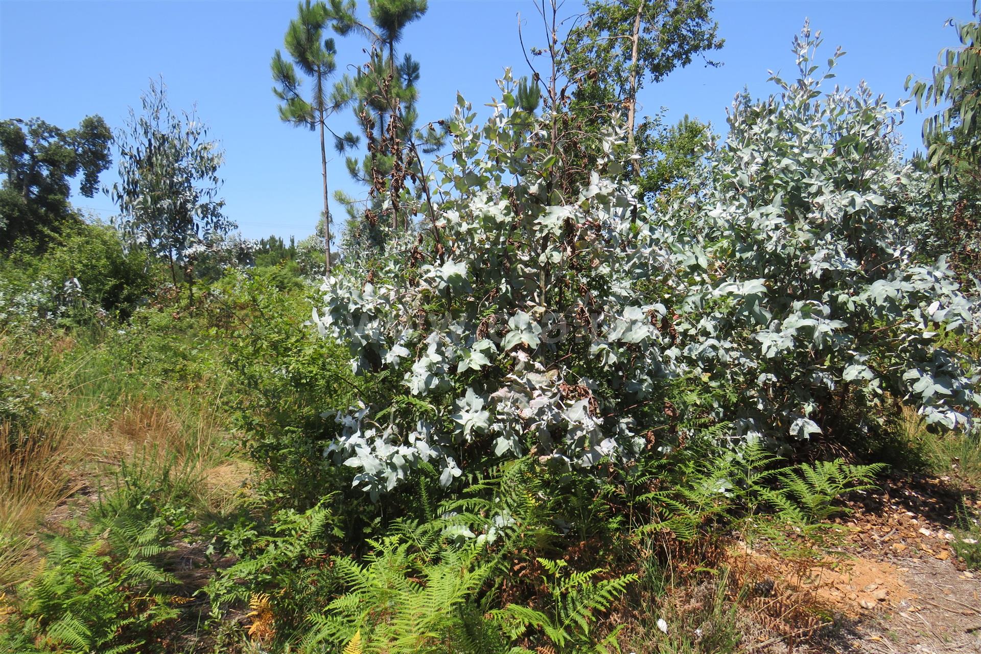 Land for sale in Oliveira de Azeméis, Portugal — €210,000