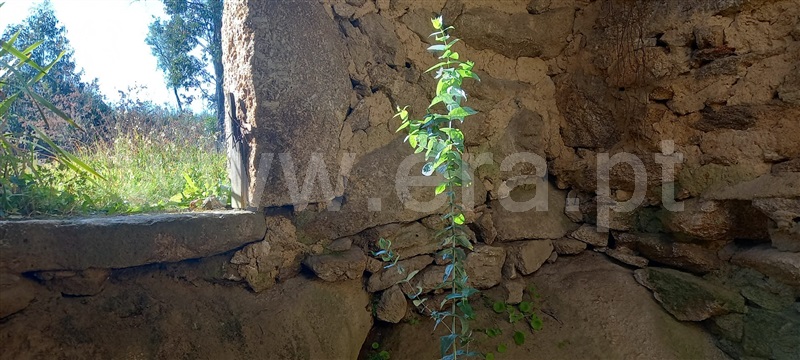 Terreno com ruina  Oliveira do Hospital, Travanca de Lagos - 1315472 - 7