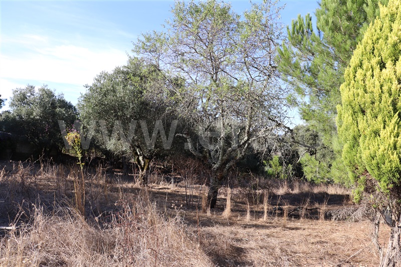 Terreno com ruina  Ourém, Atouguia - 1116481 - 7