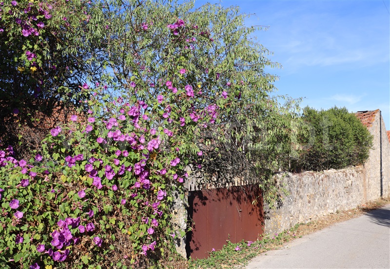 Terreno com ruina / Ourém, Atouguia