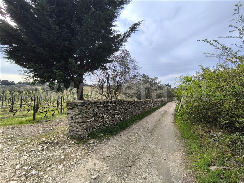 Terreno Rústico / Peso da Régua, Poiares e Canelas