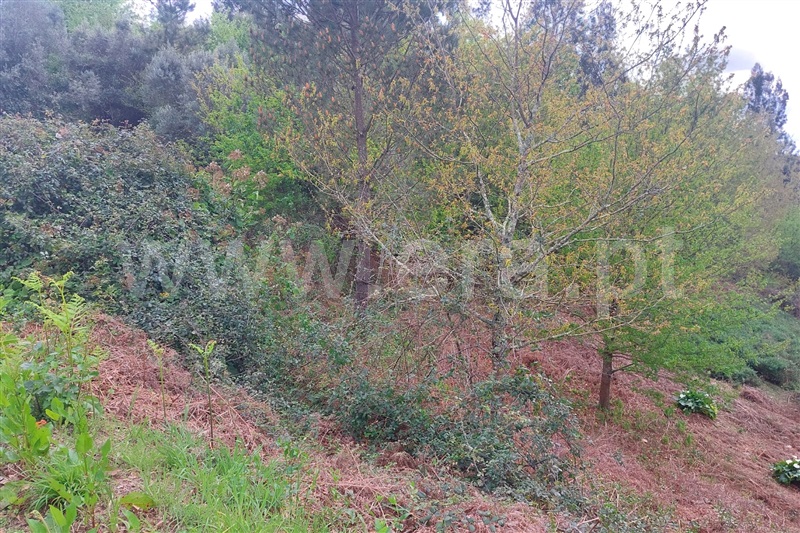 Moradia  Ponte de Lima, Arcozelo - 1474178 - 5