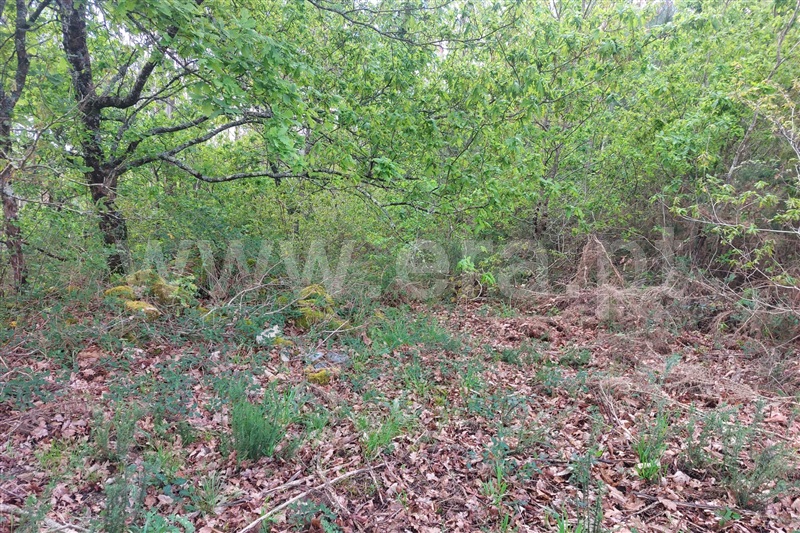 Moradia  Ponte de Lima, Arcozelo - 1474178 - 13
