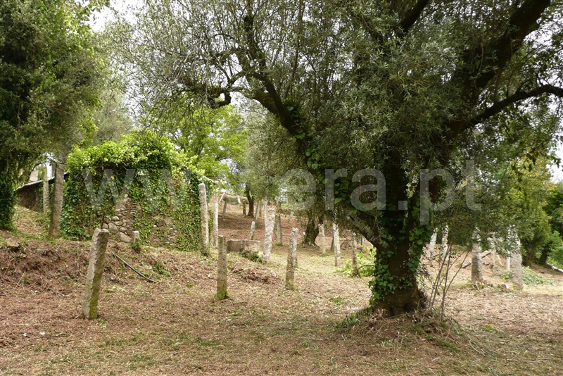 Terreno com ruina  Ponte de Lima, Arcozelo - 892678 - 6