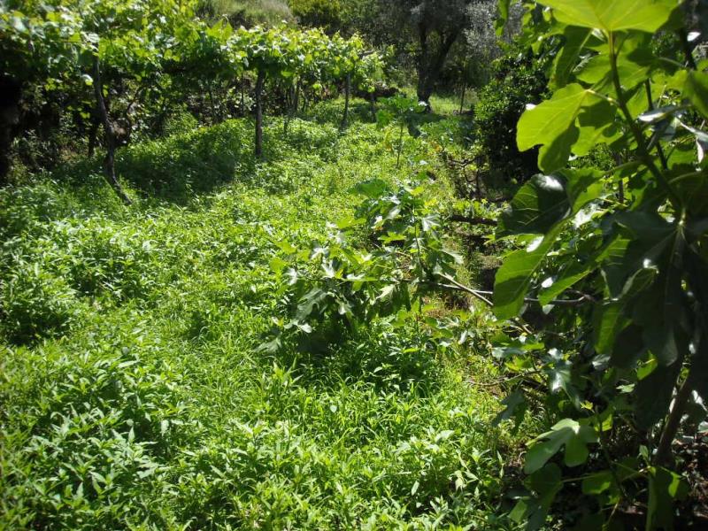 Terreno com ruina  Ponte de Lima, Barrio - 99305 - 8