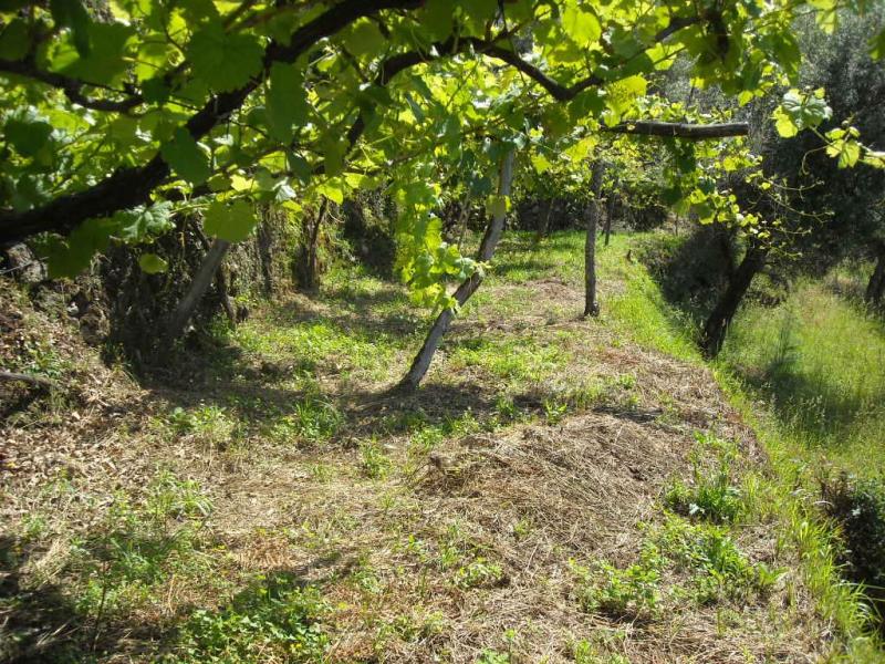 Terreno com ruina  Ponte de Lima, Barrio - 99305 - 10