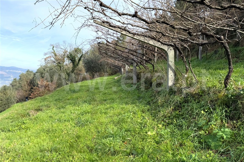Terreno com ruina  Ponte de Lima, Beiral do Lima - 97664 - 10
