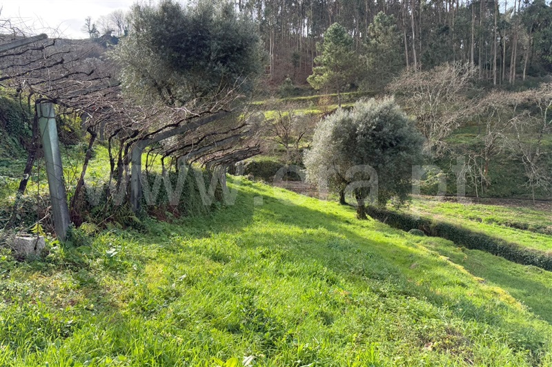 Terreno com ruina  Ponte de Lima, Beiral do Lima - 97664 - 11