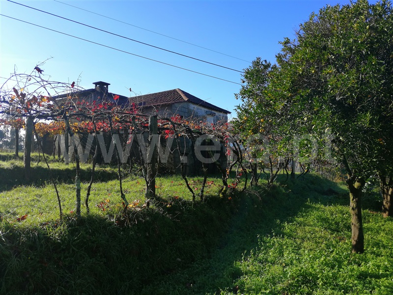 Terreno com ruina  Ponte de Lima, Cepões - 1131892 - 8