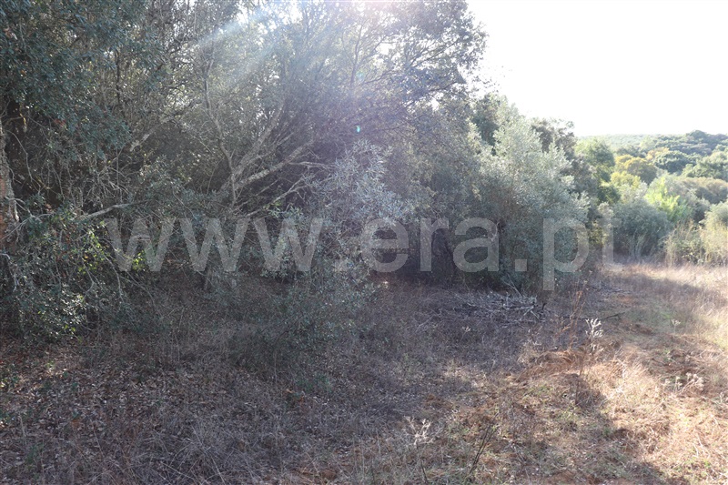 Terreno com ruina  Sardoal, Valhascos - 1279992 - 1