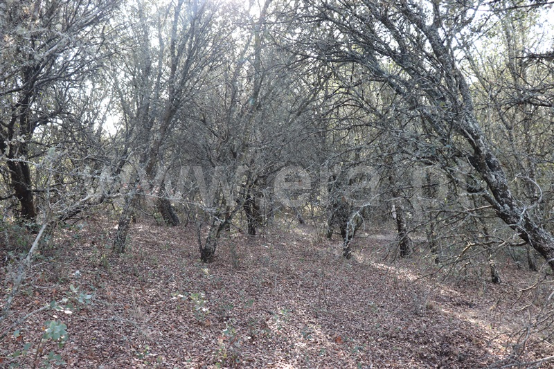 Terreno com ruina  Sardoal, Valhascos - 1279992 - 2