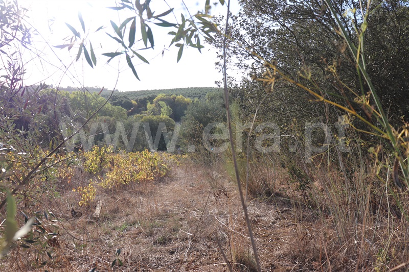 Terreno com ruina  Sardoal, Valhascos - 1279992 - 4