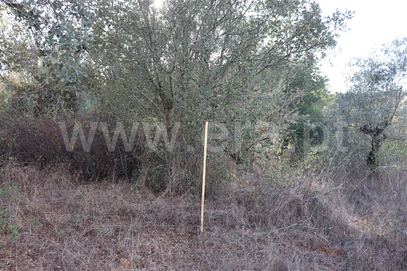 Terreno com ruina  Sardoal, Valhascos - 1279992 - 7