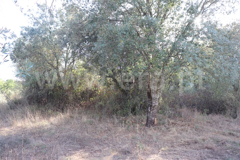 Terreno com ruina  Sardoal, Valhascos - 1279992 - 8