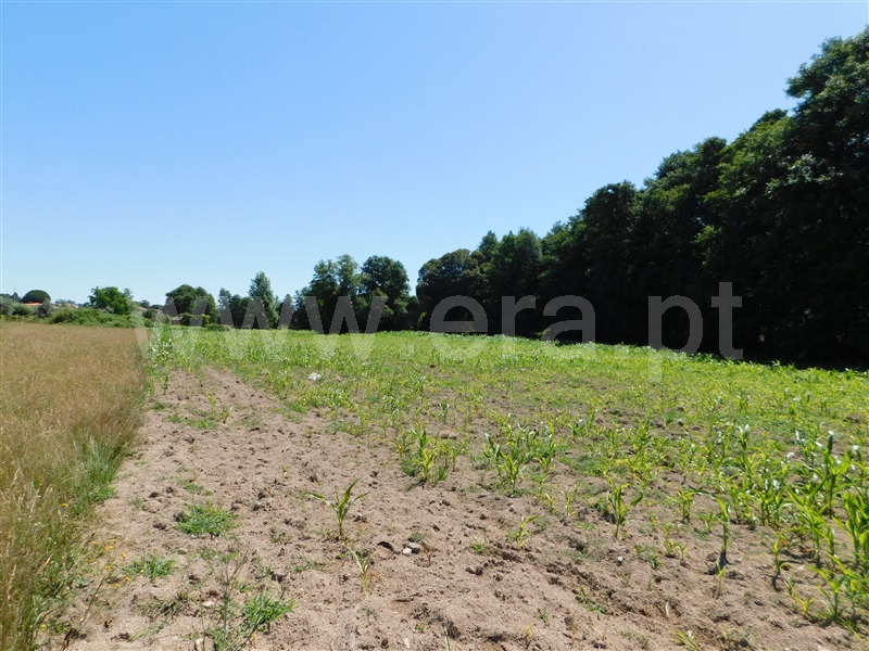 Terreno com ruina / Seia, Pinhanços