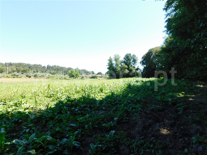 Terreno com ruina  Seia, Pinhanços - 1279557 - 7