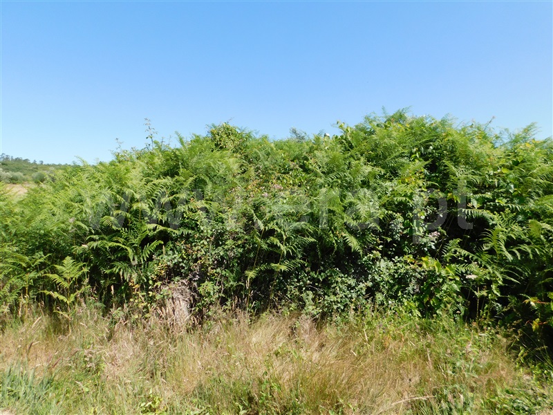 Terreno com ruina  Seia, Pinhanços - 1279557 - 11