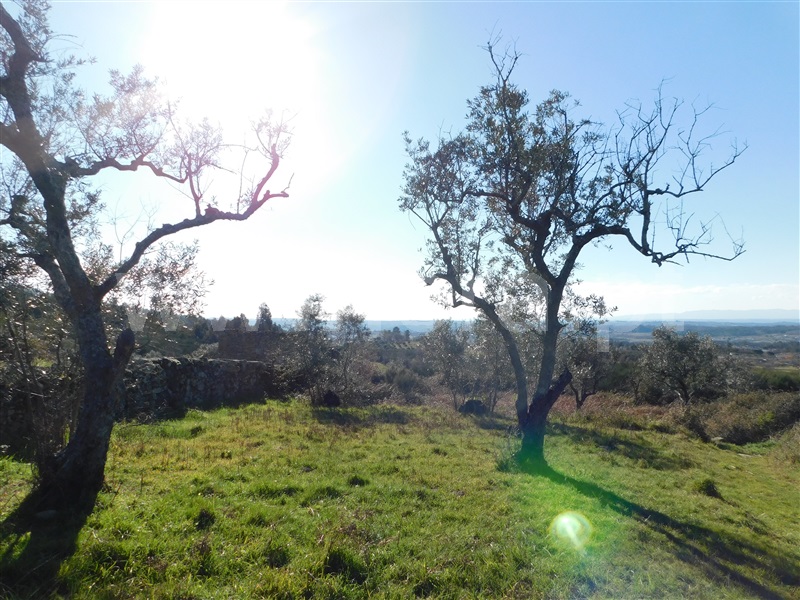Terreno com ruina  Seia, Santa Marinha e São Martinho - 1310268 - 8
