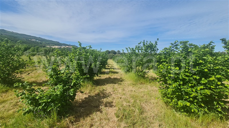 Terreno com ruina  Seia, Santa Marinha e São Martinho - 1324330 - 6