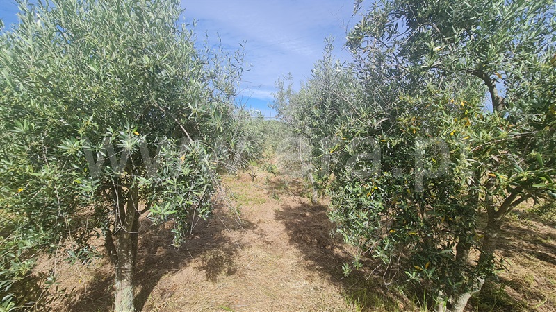 Terreno com ruina  Seia, Santa Marinha e São Martinho - 1324330 - 14