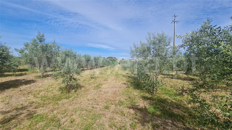 Terreno com ruina  Seia, Santa Marinha e São Martinho - 1324330 - 16