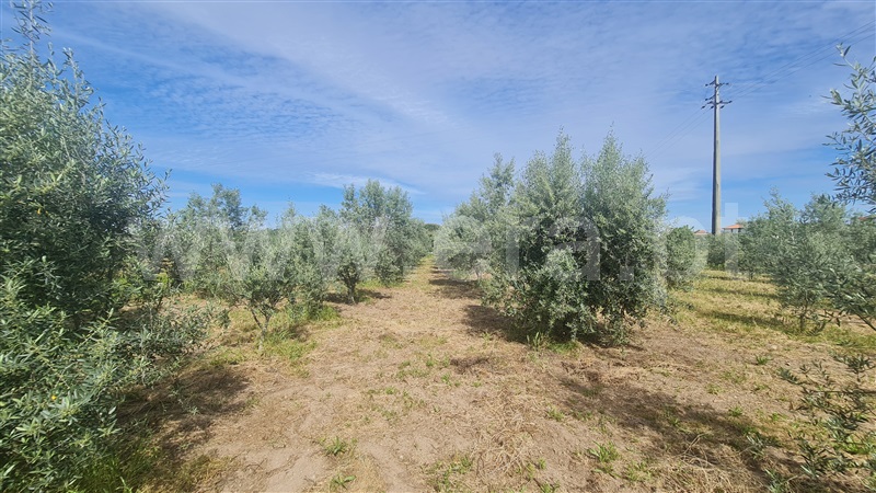 Terreno com ruina  Seia, Santa Marinha e São Martinho - 1324330 - 17