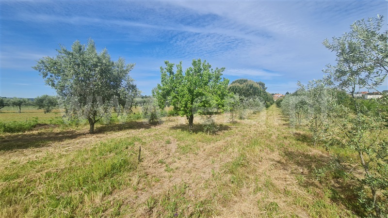 Terreno com ruina  Seia, Santa Marinha e São Martinho - 1324330 - 21