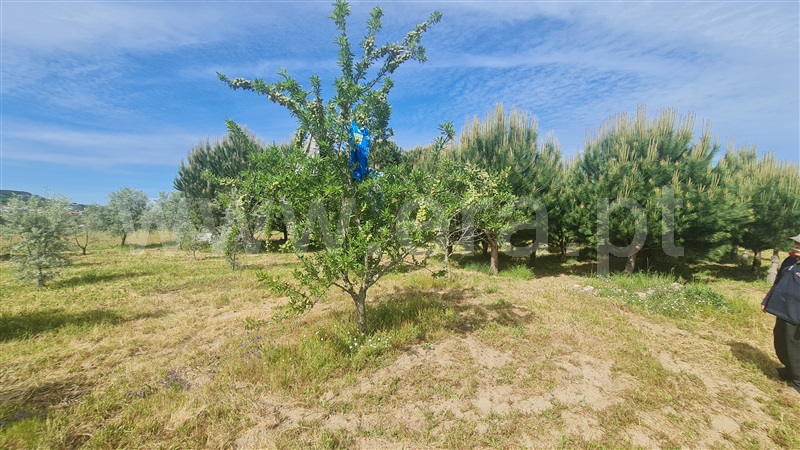 Terreno com ruina  Seia, Santa Marinha e São Martinho - 1324330 - 24