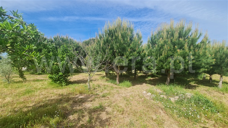 Terreno com ruina  Seia, Santa Marinha e São Martinho - 1324330 - 25